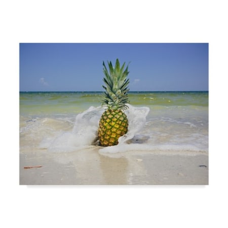 Adam Mead 'South Florida Pineapple Iv' Canvas Art,24x32